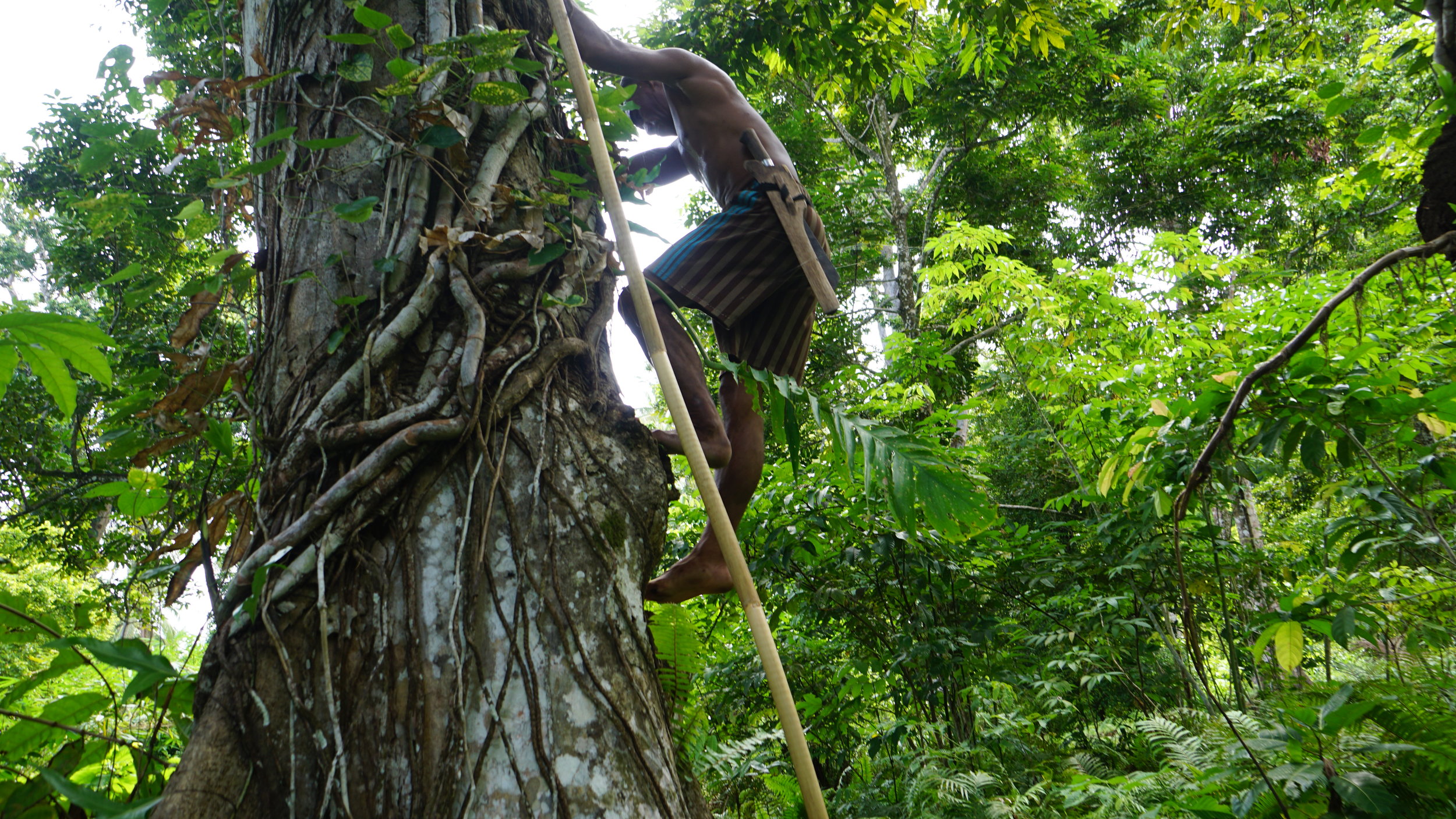 Local harvester climbing a wild Kenari tree in Eastern Indonesia — East Forest Kenari Nuts (Kawanasi)