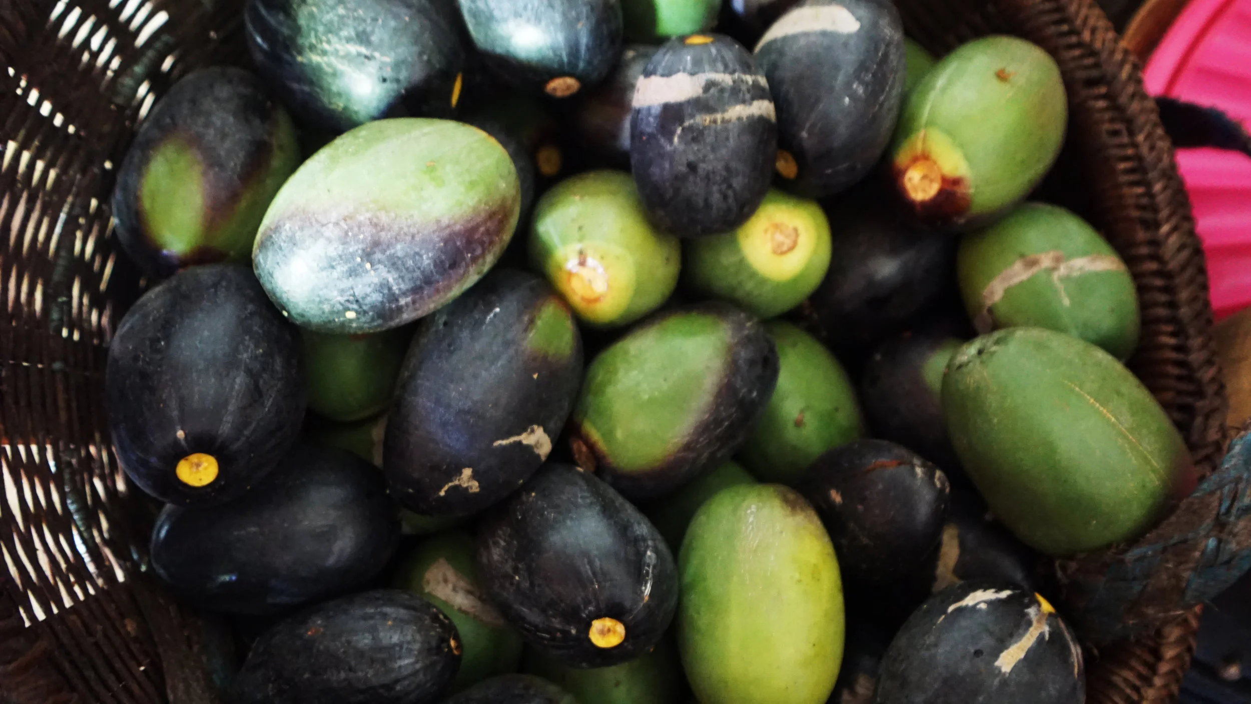 Freshly harvested Kenari fruits (Canarium indicum) from Eastern Indonesia.