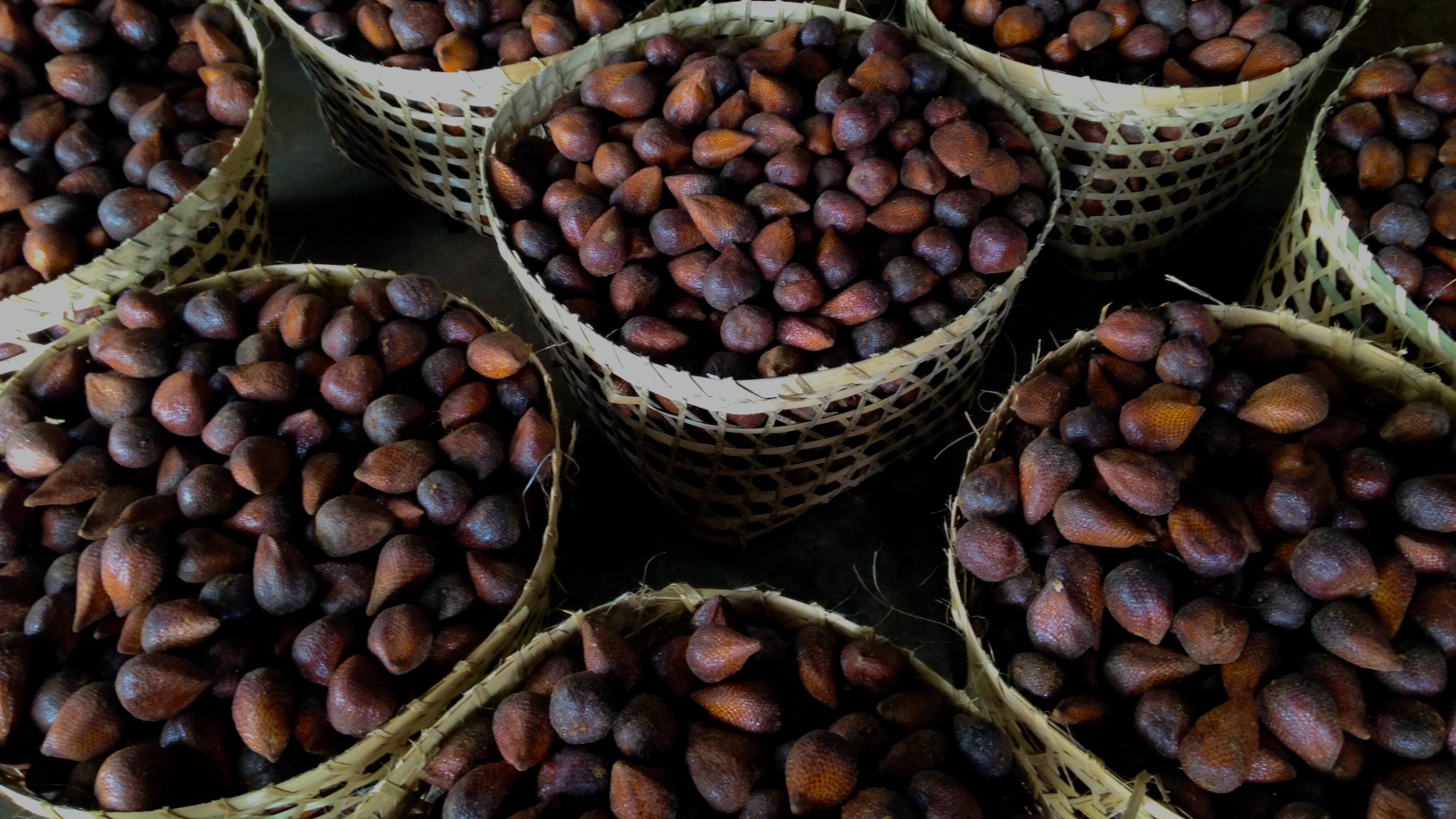 Zalacca During Harvest Season - Kawanasi
