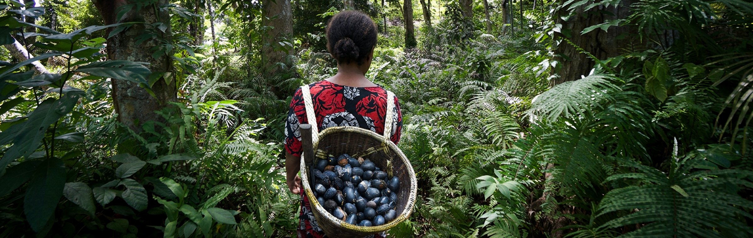 Local woman carrying freshly harvested Kenari fruit in an Eastern Indonesian forest — East Forest Kenari Nuts (Kawanasi)