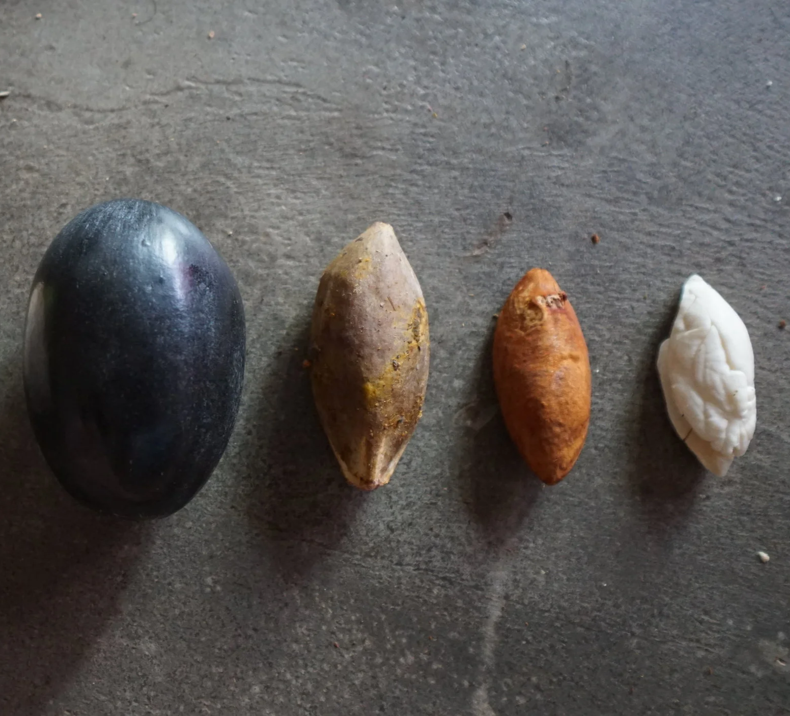 Kawanasi Kenari Nuts specialist working with Indonesian Kenari Nuts — Kawanasi
