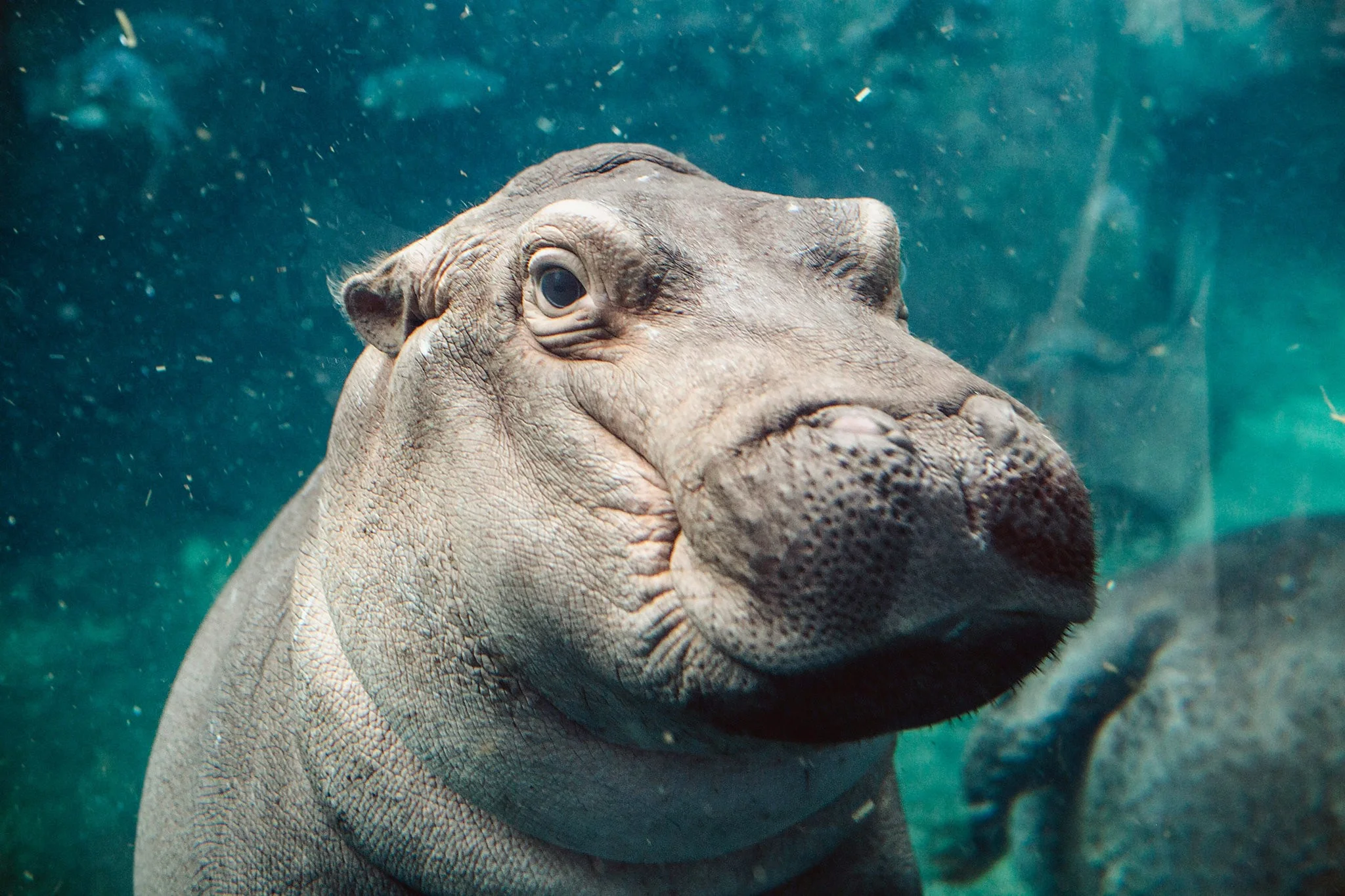 Hooray for Fiona the Hippo, Our Bundle of Social-Media Joy