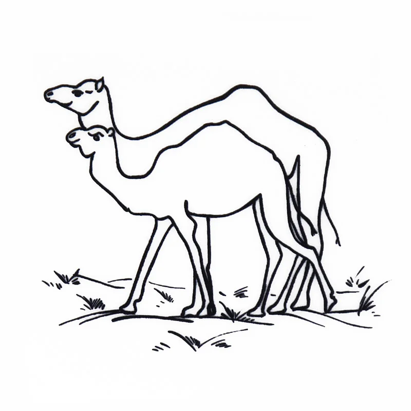 Noah's Animals - Camels