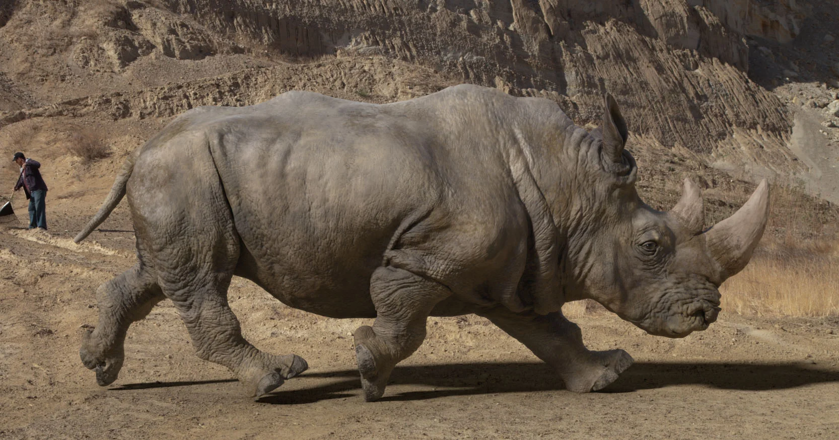 rhinoGrey04.jpg