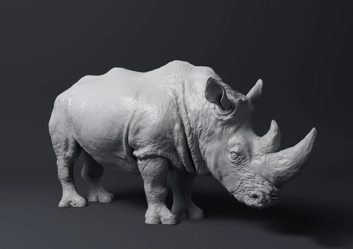 rhinoGrey03.jpg