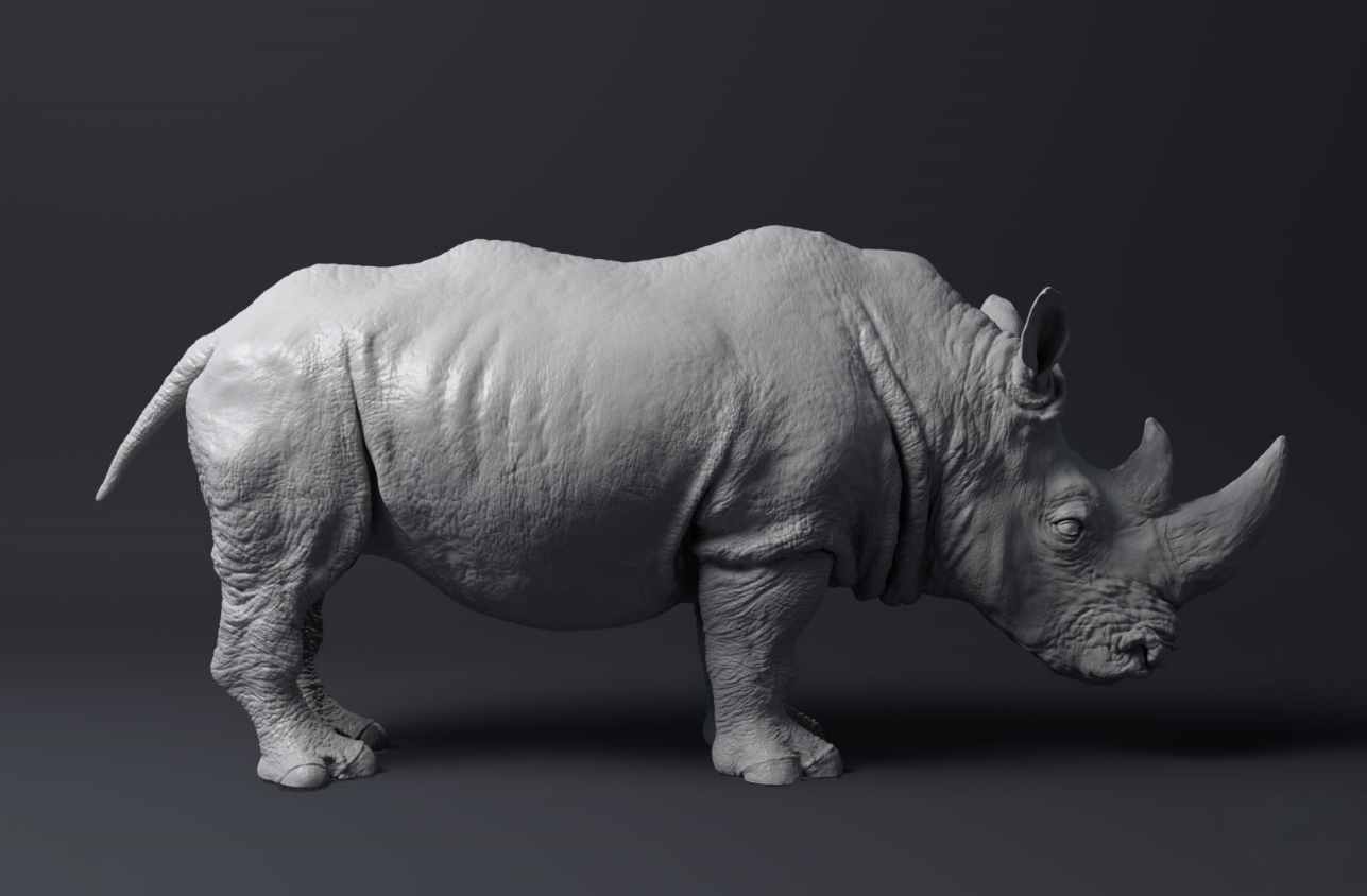 rhinoGrey02.jpg