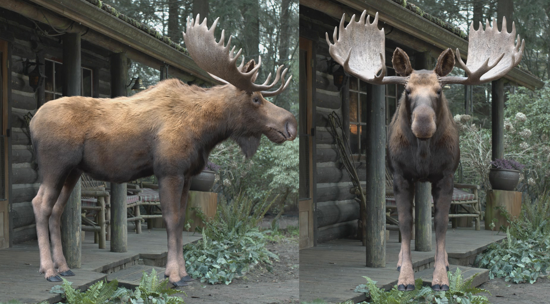 moosetex.jpg