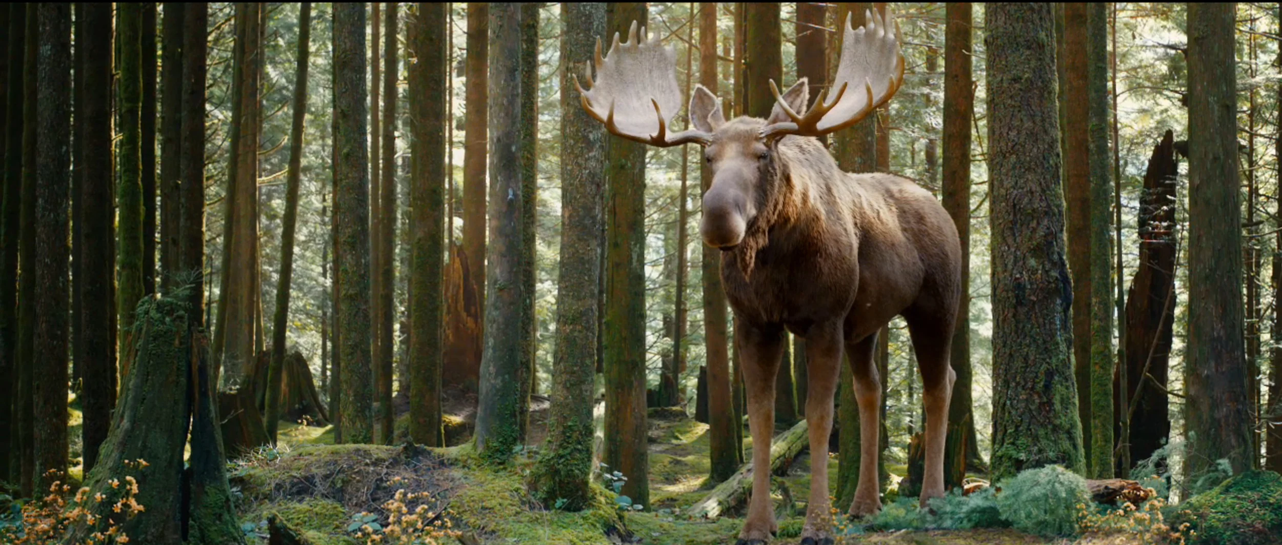 screenmoose01.jpg