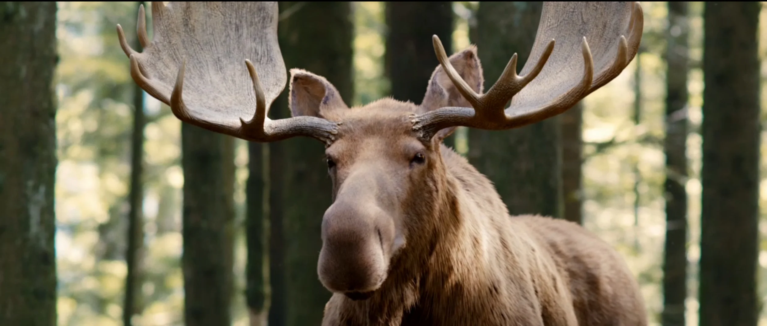 screenmoose03.jpg