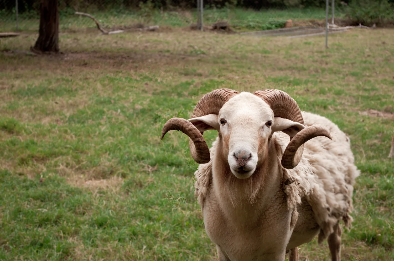 explore more this weekend: animals