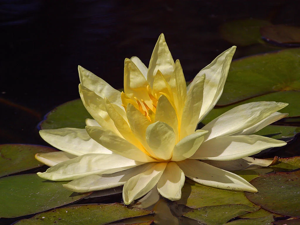 lotus-flower.jpg