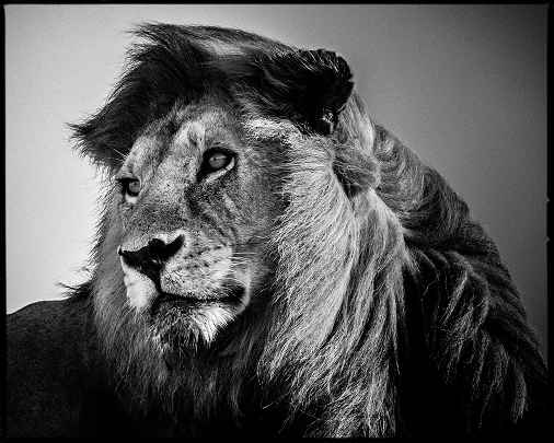 LAURENT BAHEUX_LION IN THE WIND 2.jpg