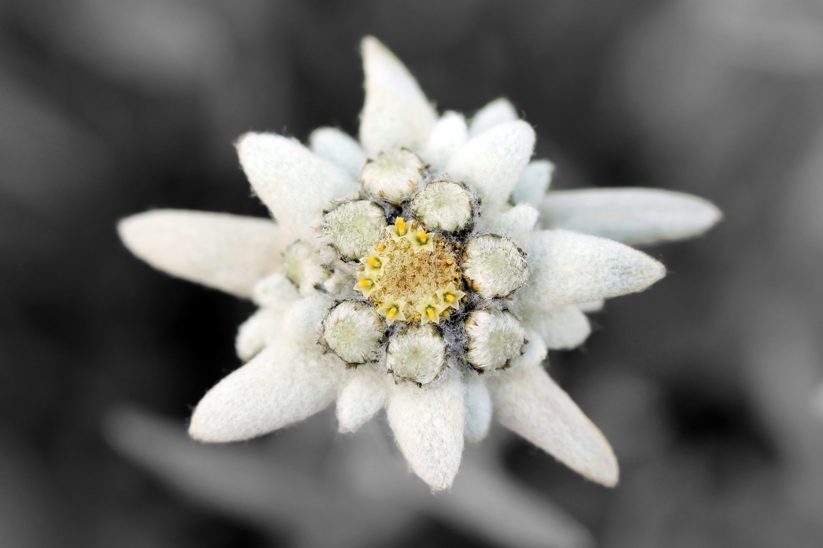 Edelweiss 1.jpg