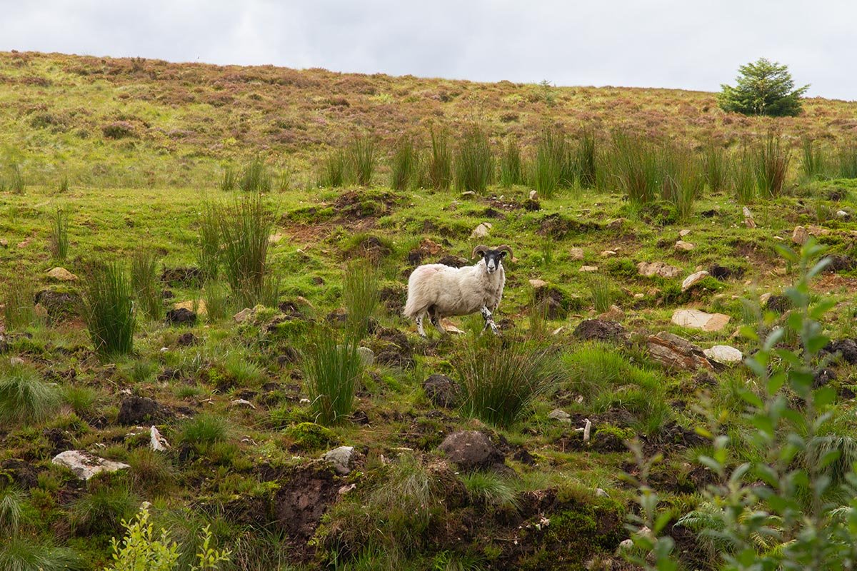 sliabh-beagh-way-wild-sheep.jpg