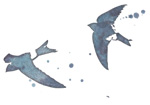 birds.jpg