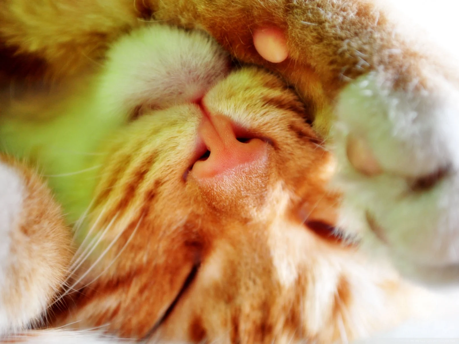忍者のような猫w
