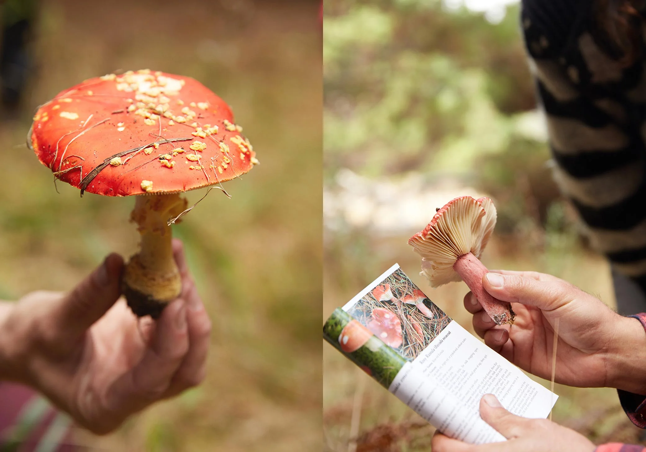 07_tiny-atlas-thayer-gowdy-mushroom-gathering-camping-guide-book_L.jpg