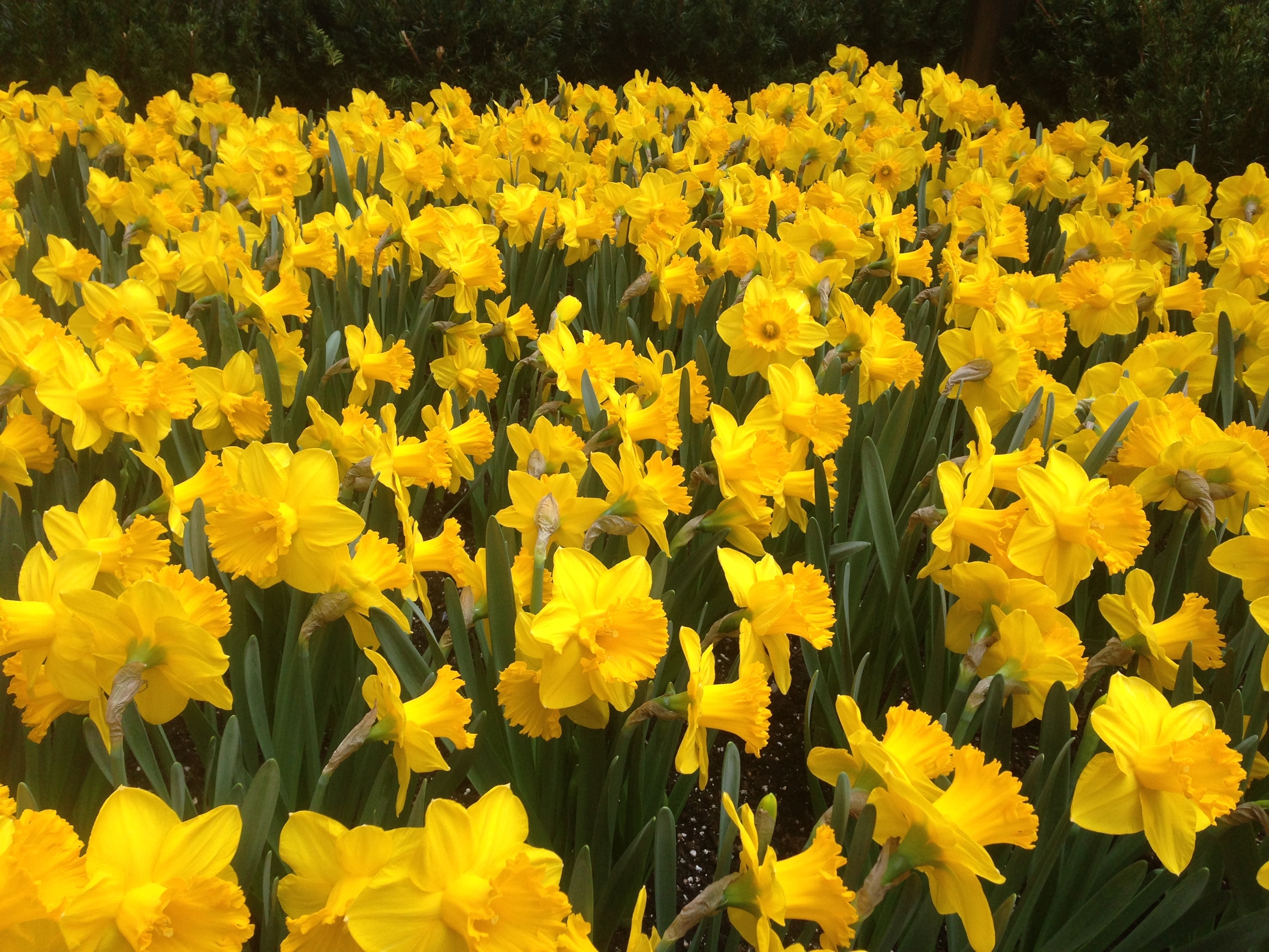 Spring is in the air. Beautiful flowers near Rockefeller Plaza.