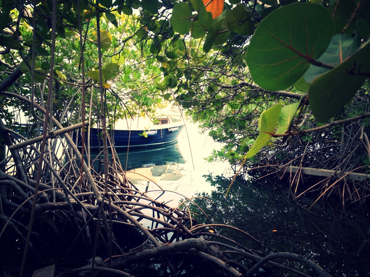 Our boat between the trees and the mangroves. Both images from my own collection.