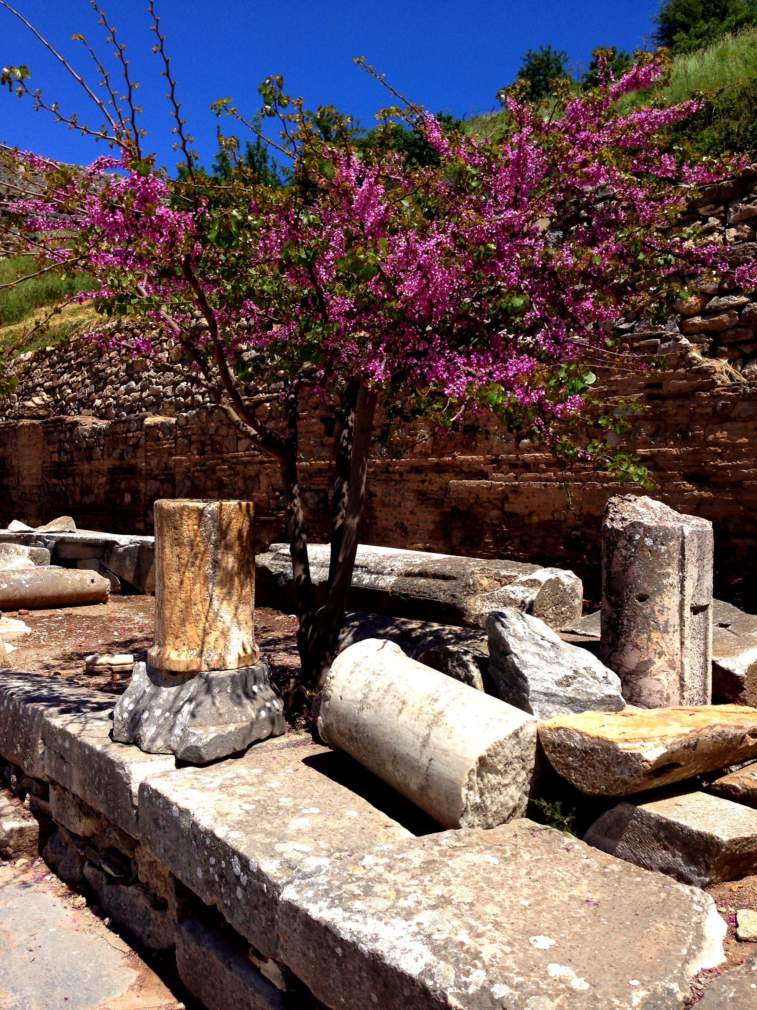 Flowers at Ephesus. (repost from here ). Photo from my own collection.