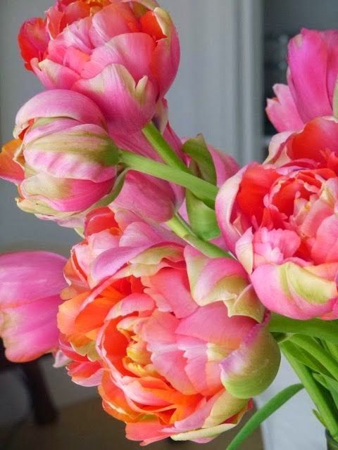 Image via here.