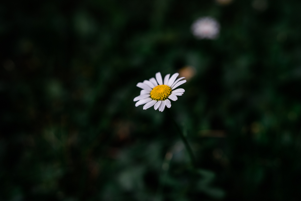 Sony A7 & ZEISS Batis 2/40 CF – f/2, 1/125sec, ISO100, raw Photograph by Toni Ahvenainen