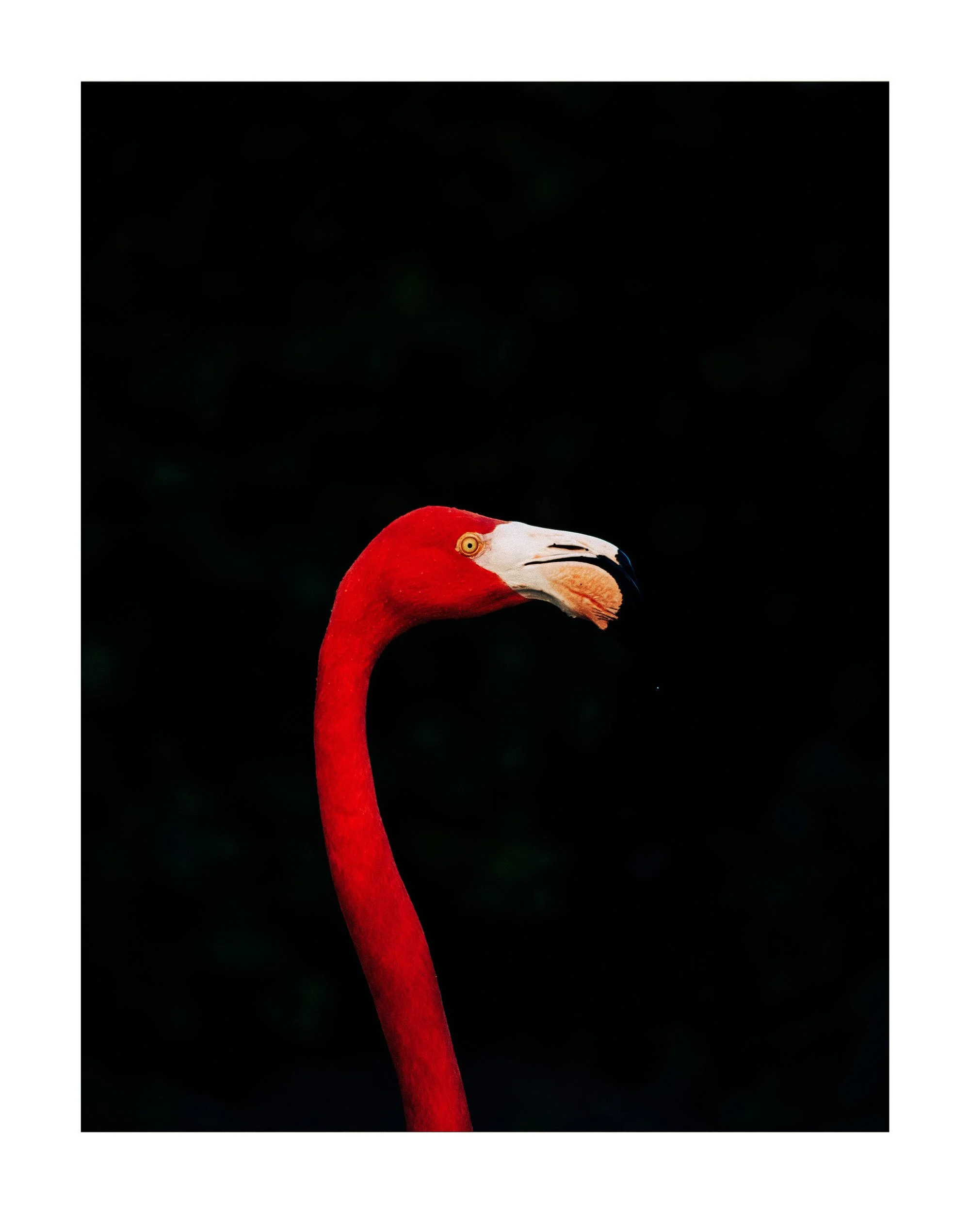 24x30_2in_border_flamingo.jpg