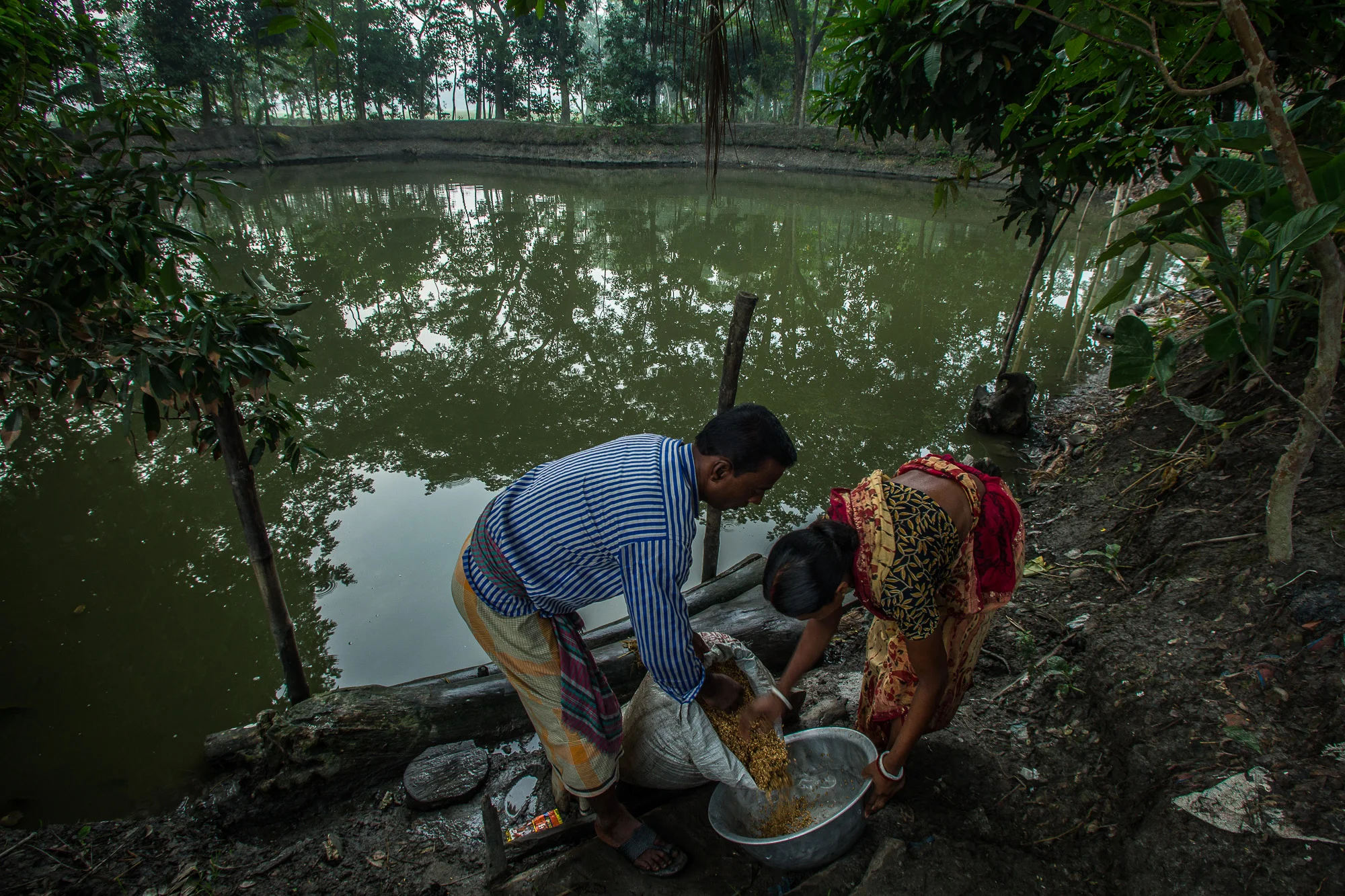 During harvest season, Taroni and his wife soak the rice they have harvested in the pond near their house. before boiling it and then laying it out to dry.