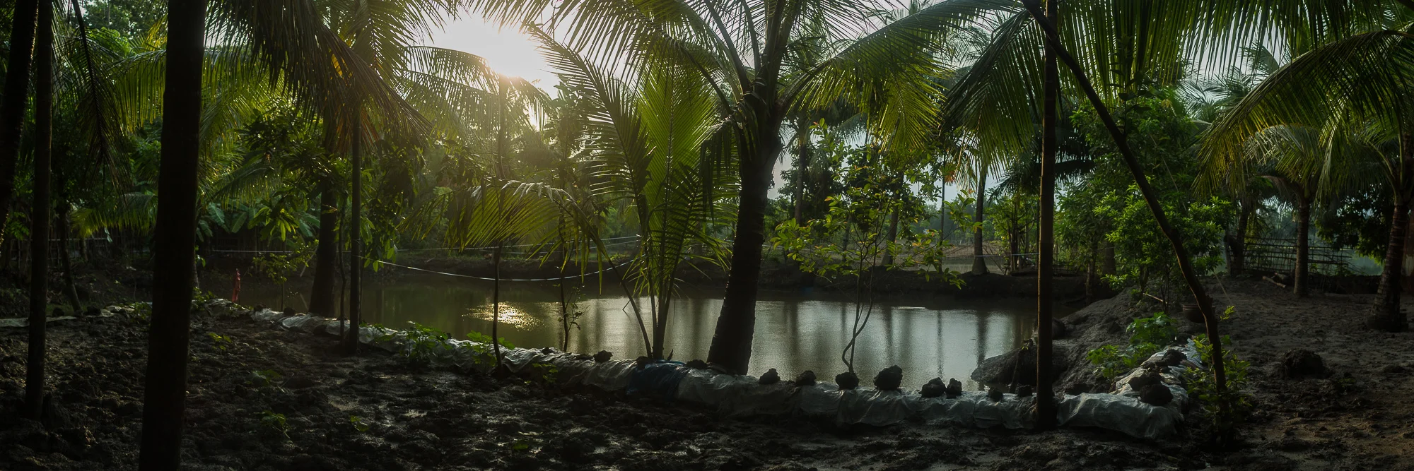 One of Ruma Begum's fish ponds