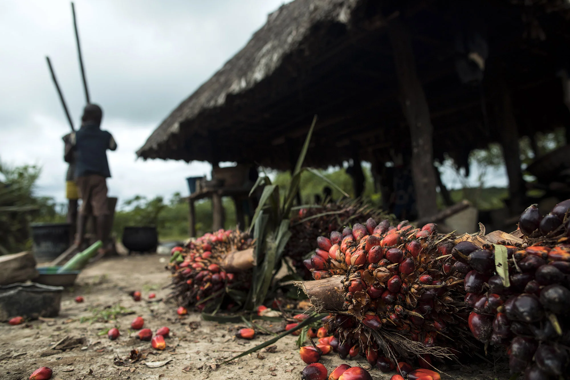 BLAYAH TOWN, LIBERIA: Aug. 30, 2017 - Fruits from palm trees lie in front of Garmondah Banwon's kitchen in Blayah Town. Banwon is an elder in the the Jogbahn Clan. The Jogbahn Clan fought against the British-owned company Equatorial Palm Oil (EPO) when they tried to take over their land in 2013. The people in the community depend on the land for their livelihoods. The Sustainable Development Institute (SDI) started to help the community by submitting a formal complaint to the to the Roundtable on Sustainable Palm Oil (RSPO). SDI taught the clan about land rights and resisting with non-violence. THE RSPO determined that the land EPO was using belonged to the clan. SGI trained the community how to map their land and boundaries were created that EPO accepted not to cross.