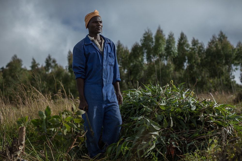 Whiton Zimba, a worker at Kawandama Hills Plantation (KHP)