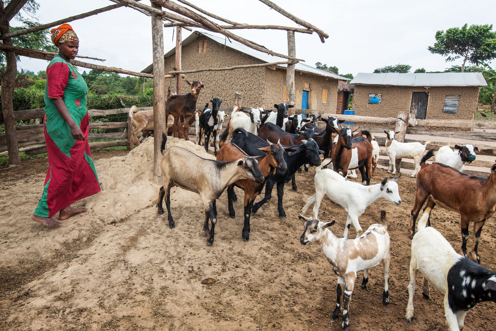  BULENZI VILLAGE, LWABENGE SUB-COUNTY, KALUNGU DISTRICT, UGANDA: March 26, 2019 - Justine Nitele, 36, guides her goats out of their pen. Four goats were given to Justine post-fistula surgery as part of a startup package.

Justine attended Kitovu Hosp
