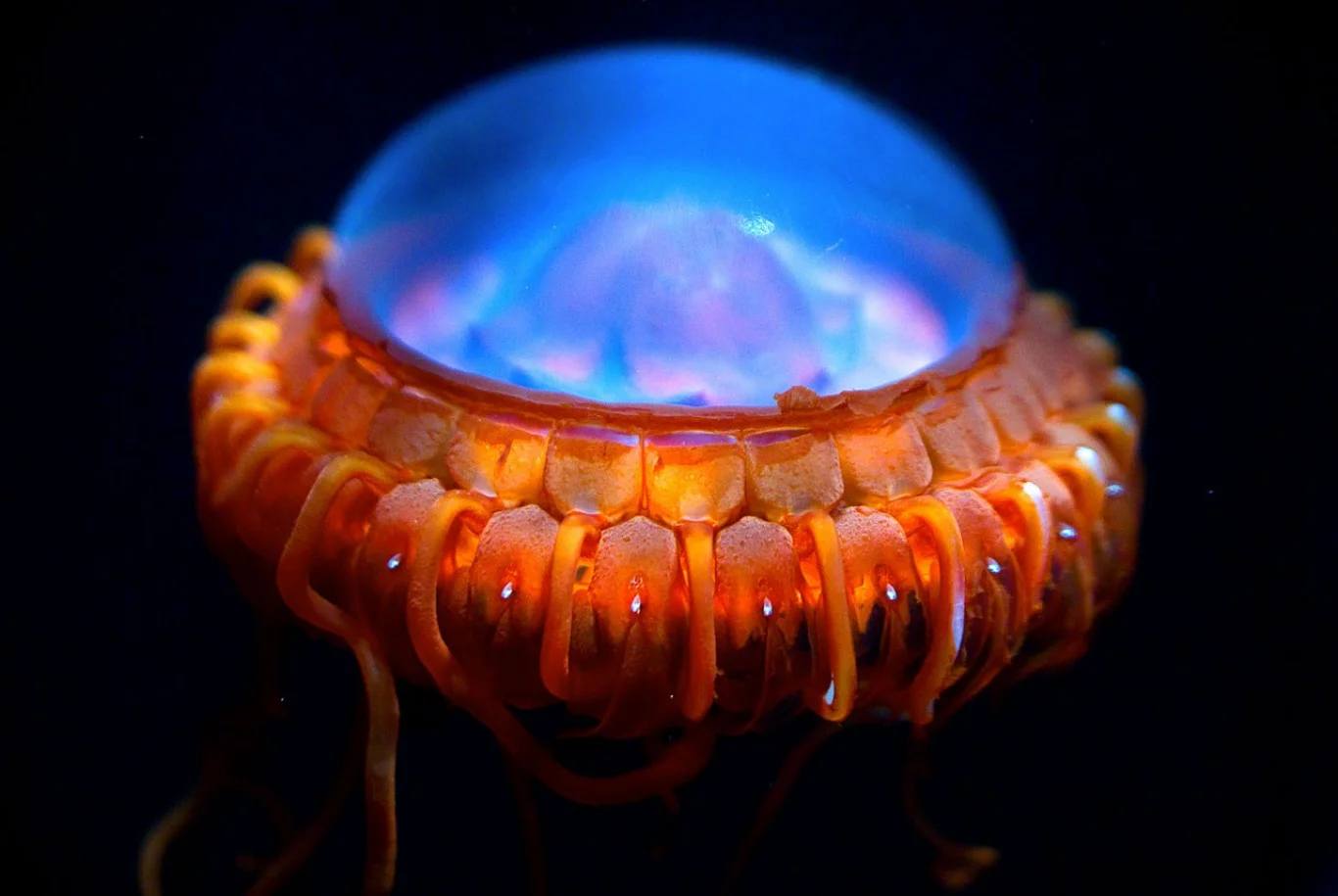 life_in_the_abyss_by_alien_dreams-d48ulu2.jpg