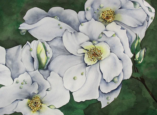 Roses