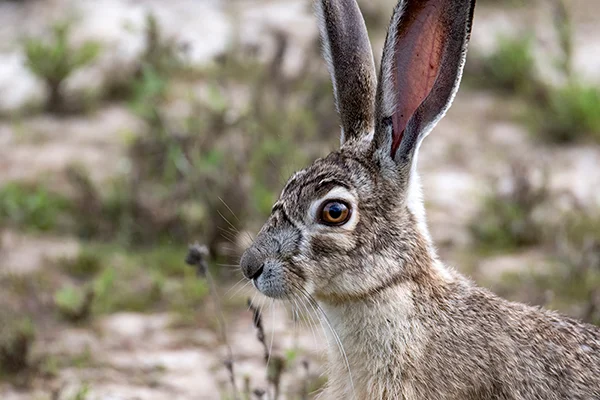 Spring Hare