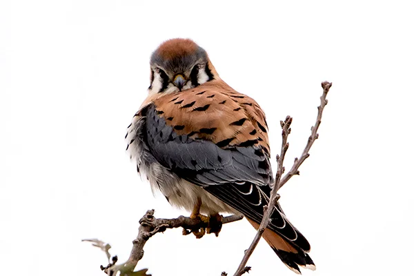 Kestrel