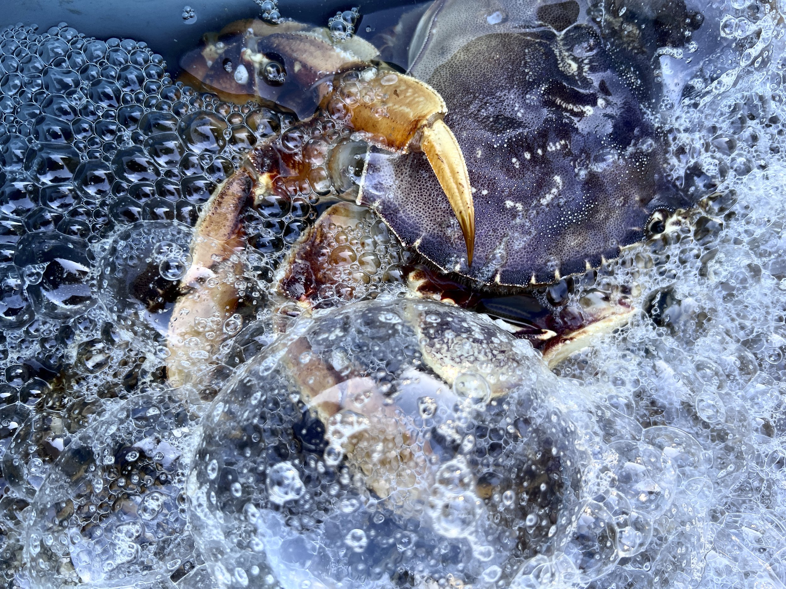 Crabs in the Holding Tank, Spud Point Marina