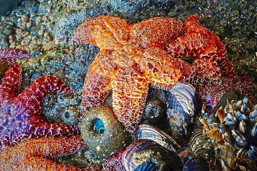 ©John.Hershey.Photography-Tide.Pool.Creatures.jpeg