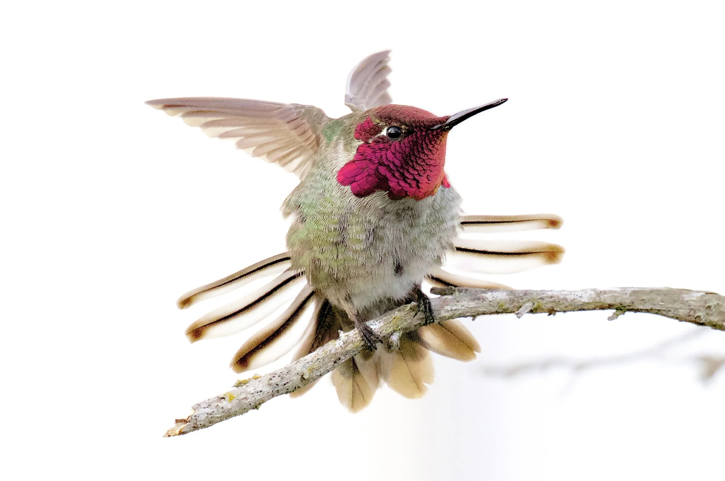 Anna’s.Hummingbird.Spreads.His.Tailfeathers.jpeg