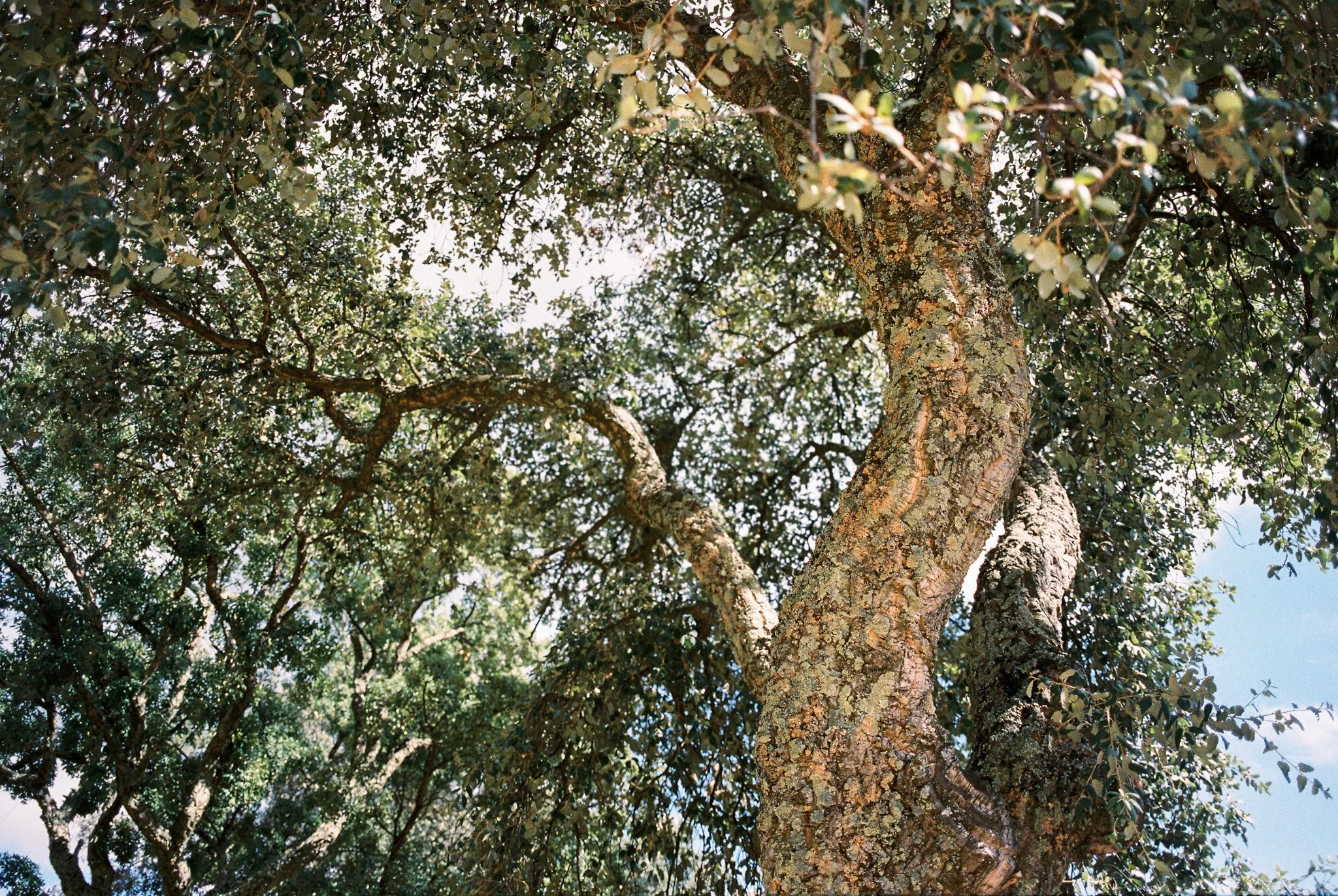 monestir san salvi girona costa brava barcelona film wedding photographer