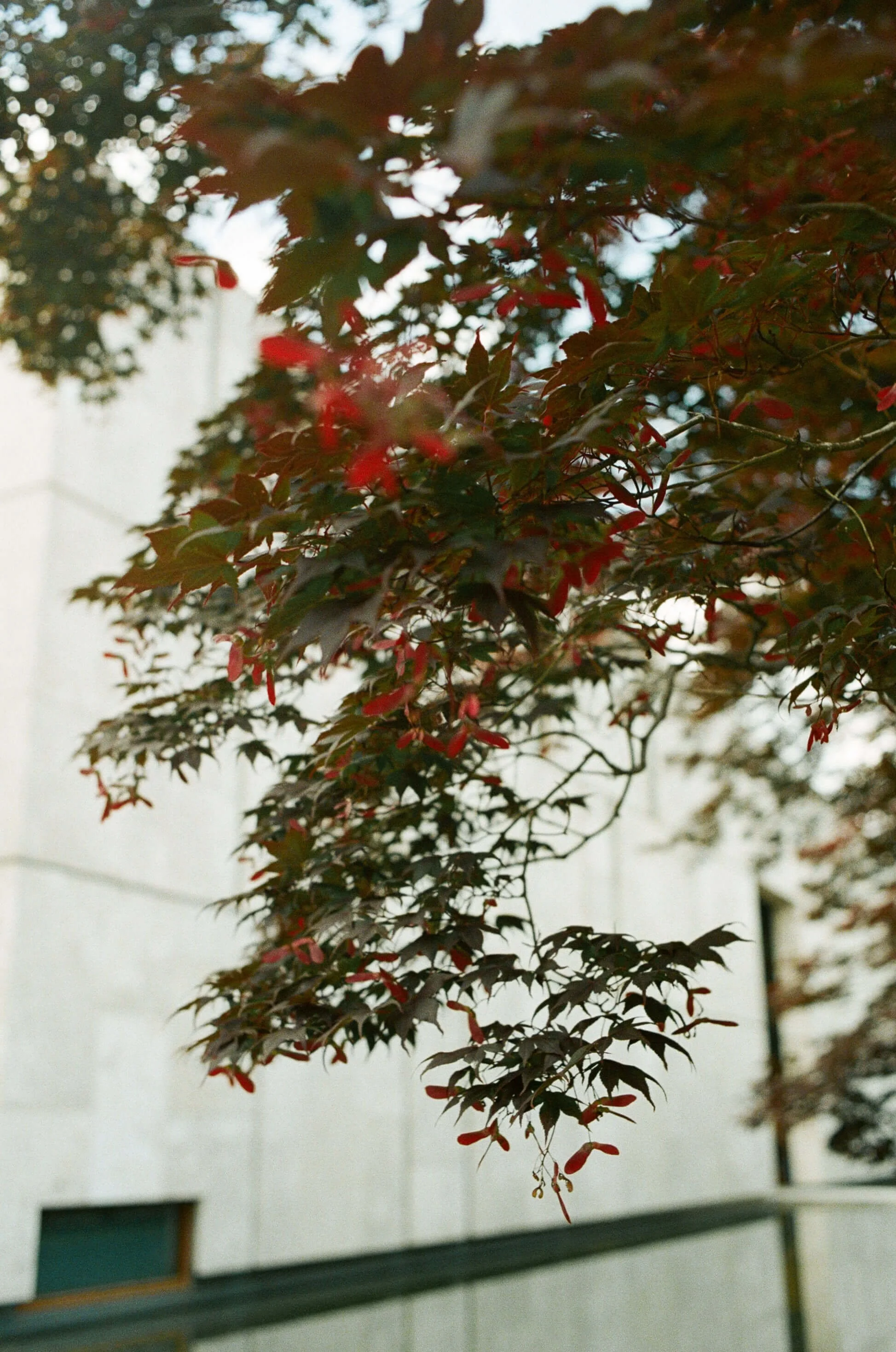 film wedding photography barnes foundation philadelphia museum art