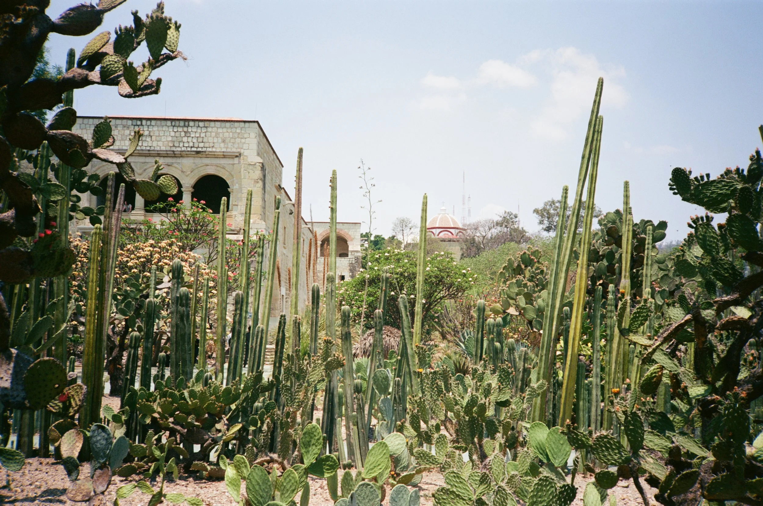 oaxaca jardin botanico film wedding photographer