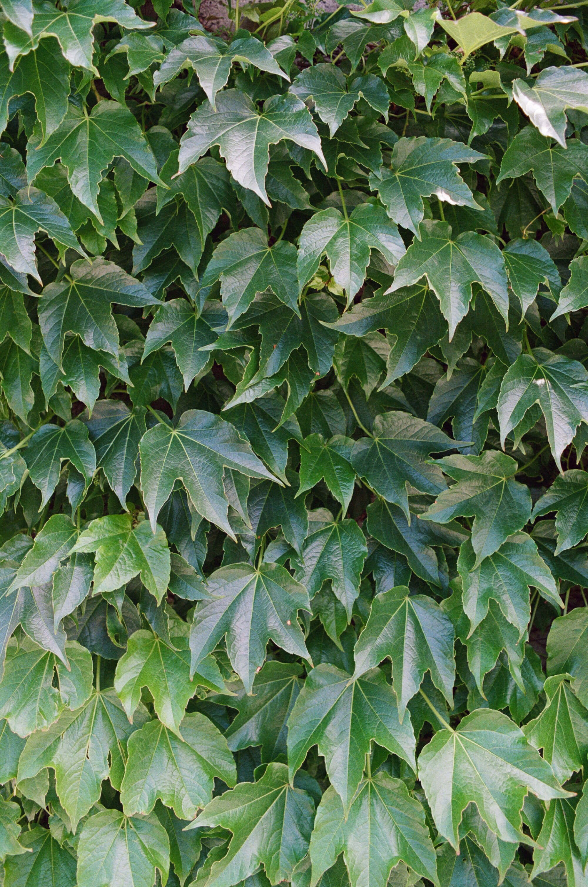 film wedding photography barnes foundation philadelphia museum art