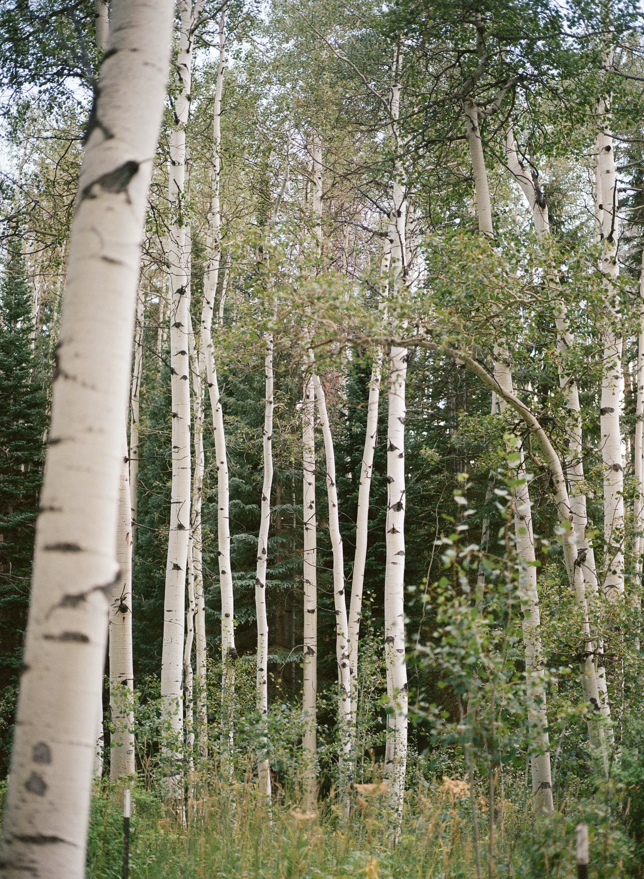 Eaton Ranch Aspen Colorado Candid Film Wedding Photographer