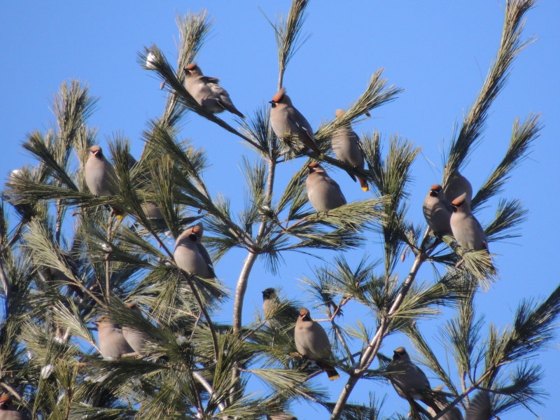 Bohemian waxwings are most often seen in high treetops.
