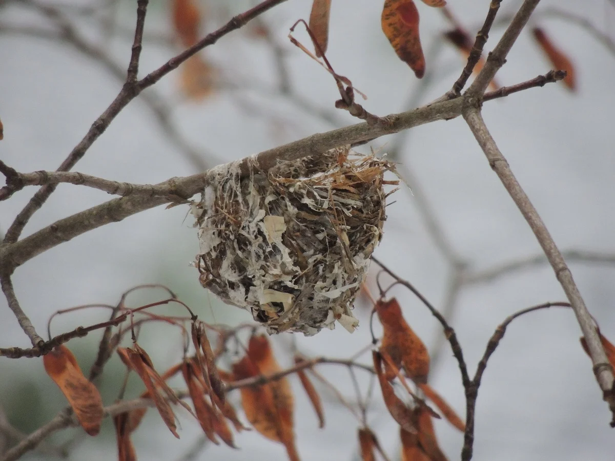 November Nests