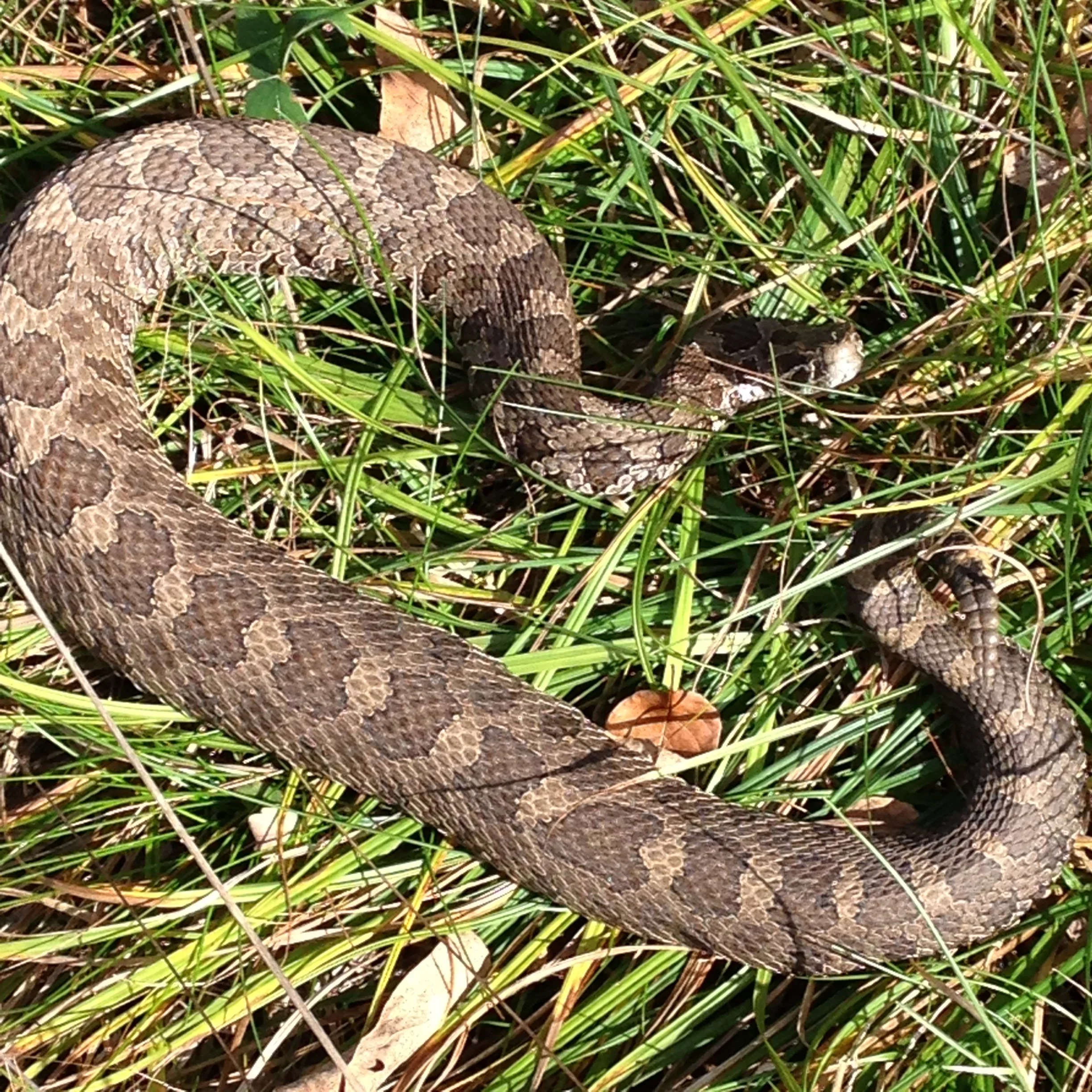 Reptilian-Style Winter