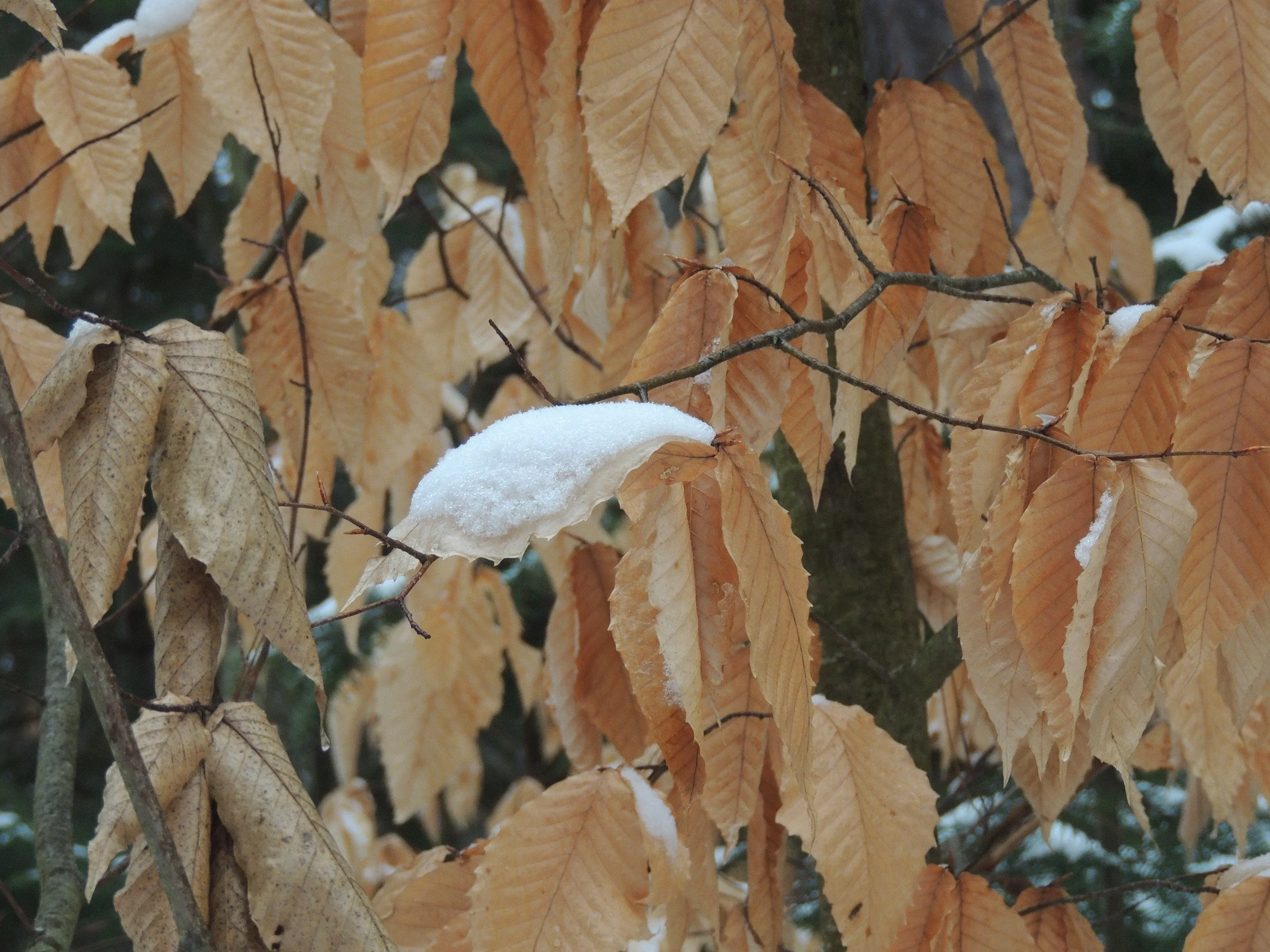 Into the Woods with Curio: Marcescence