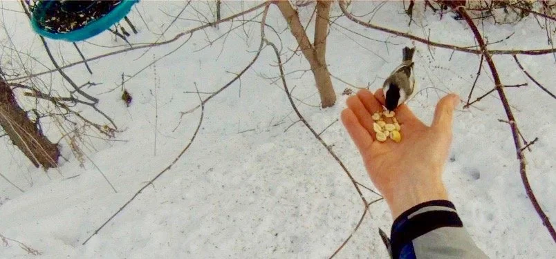 Into the Woods with Curio: Hand-Taming Chickadees