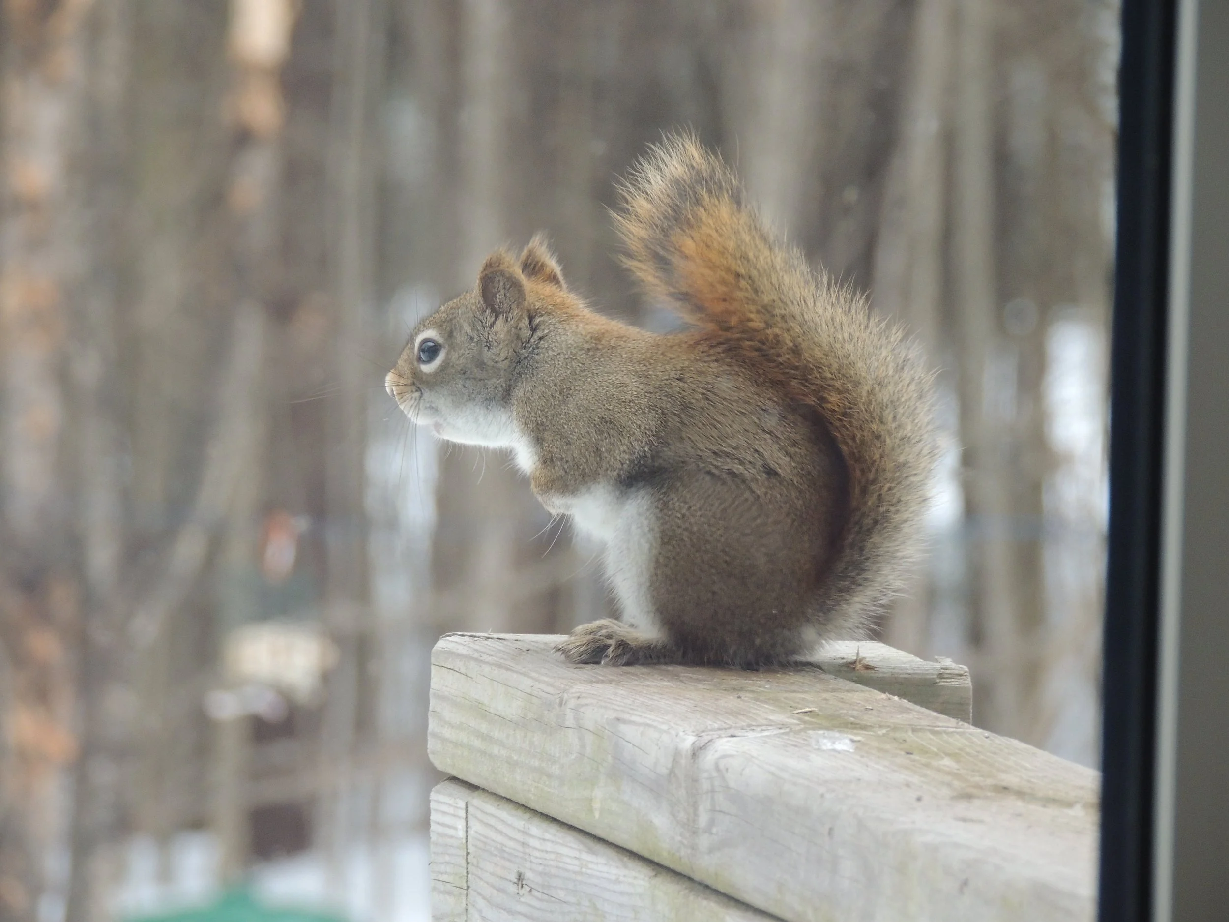 Into the Woods with Curio: Spies at Camp!
